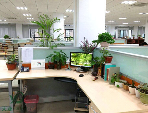 防疫期間辦公室綠色植物養護技巧